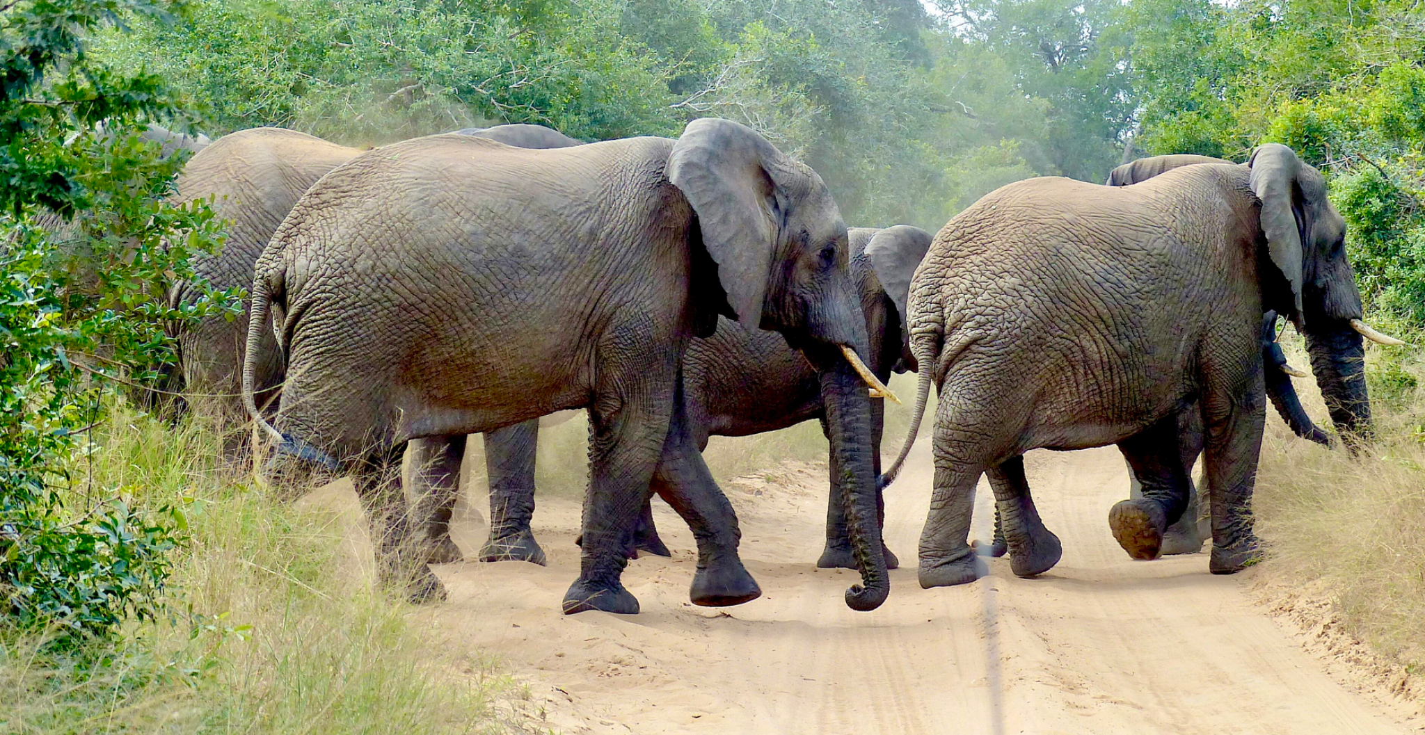 Elephant group